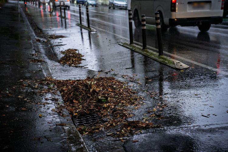 Street stormwater gully choked with wet leaves after rain