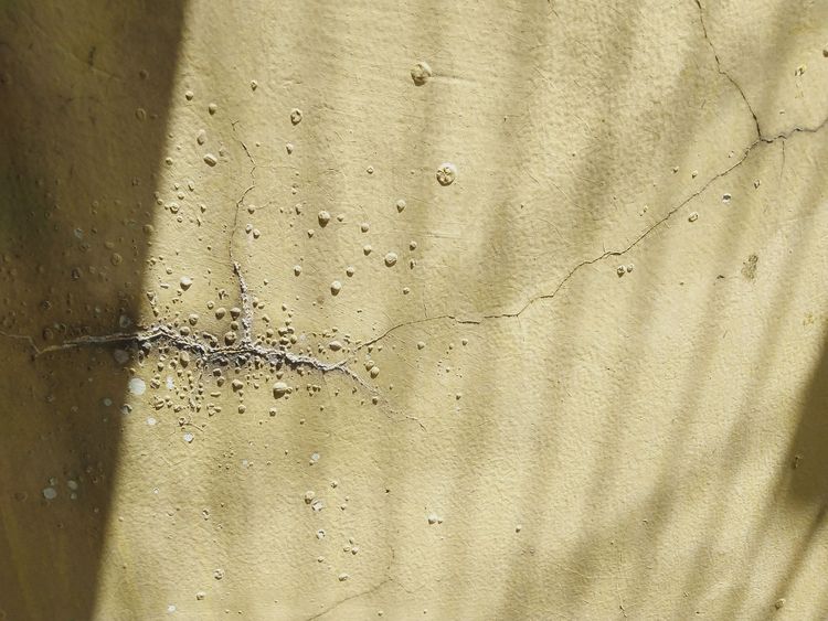 Damp wall with paint blistering along a crack